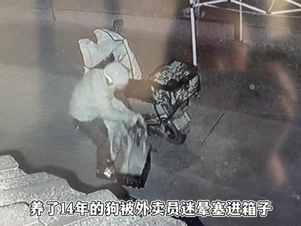 养了14年的马犬被迷晕带走,塞进狭小的外卖箱里不知所踪