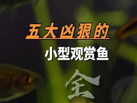 五大凶狠的小型观赏鱼#观赏鱼 #养鱼日记 #热带鱼 #新手养鱼 #创作者扶持计划 @抖音小助手