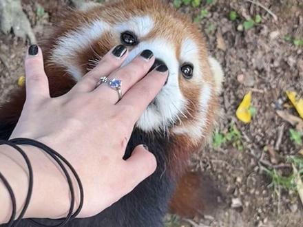 🥰🥰🥰超幸运小熊猫让我摸它了!😭
#小动物 #超可爱#小熊猫