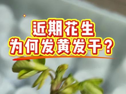 解决方法:叶喷坤兰特+天葆素+瑞苗清 药害、黄化,防根腐一并解决#花生#花生除草剂药害#花生发芽