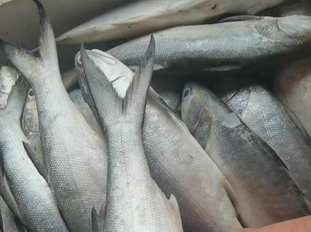 马友鱼,吃过就忘不了的美味#海鲜美食诱惑你 #海鲜原产地