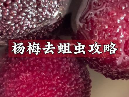 到了吃杨梅的季节啦🤤,害怕杨梅有果蝇幼虫怎么办!去蛆攻略在此!#杨梅 #乌紫杨梅