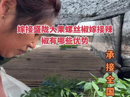 嫁接辣椒选择砧木很重要、一个好砧木才能提高辣椒抗病性、增产增效、增强接果周期。#嫁接辣椒#嫁接辣椒苗 #嫁接辣椒砧木种子 #辣椒砧木#辣椒育苗