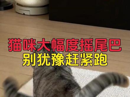 如果猫咪突然大幅度摇尾巴,别犹豫,赶紧跑 #猫咪 #新手养猫 #养猫经验分享 #科学养宠攻略 #萌宠