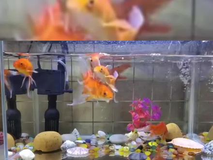 最受欢迎的八大观赏鱼#观赏鱼 #养鱼人 #新手养鱼 #热门 #水族 #水族爱好者