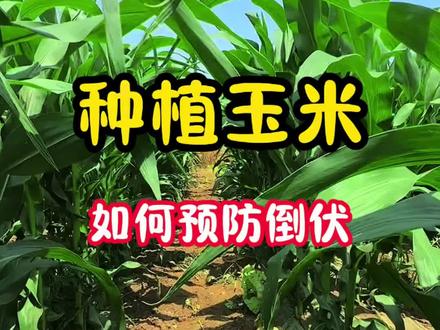 种植玉米如何预防倒伏#农业知识 #三农种植 #种植小妙招 #玉米种植 #玉米管理