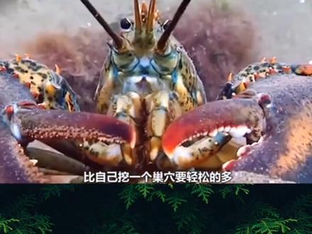 #海洋生物 #动物世界 #鱼缸里的大自然 #奇妙的世界 天敌已经流口水