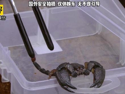 被蝎子蜇一口会有多疼? #疼痛之王 #老外真会玩