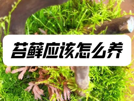 其实苔藓比任何植物都好养#微景观制作 #花卉绿植 #微景观 #苔藓微景观 #苔藓