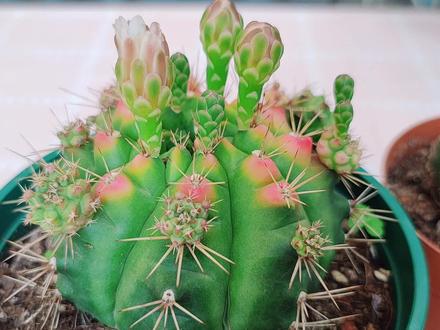 怎样让仙人球花开不断?满足3个条件就可以 #仙人球 #仙人球开花 #多肉 #多肉植物