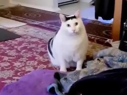 哪个才是bruh猫真声?#猫咪的迷惑行为 #谁能拒绝傻憨憨的小猫咪 #正经小猫 #猫咪卖萌的杀伤力有多大 #猫咪