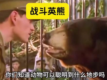 全世界唯一一只参加过二战的熊#涨知识#历史 #二战 #科普