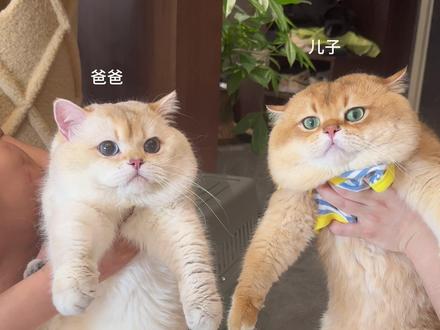 我家憨憨猪咪第一次见它爸爸#又是被小猫可爱到的一天
