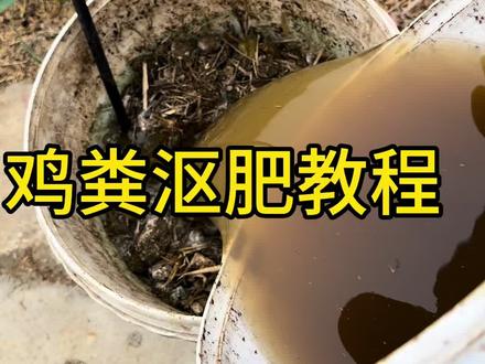 鸡粪沤肥教程#农家有机肥 #鸡肥发酵