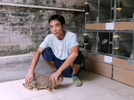 怎样判断母兔子是否怀孕有小兔子方法,现在讲解一下兔子怀孕特点 #兔子养殖技术 #萌宠