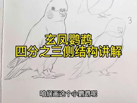 玄凤鹦鹉画法 #跟着抖音学画画 #绘画教程#零基础学画画 #画画#玄凤鹦鹉
