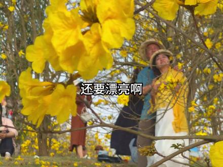 3月的青秀山好美 青秀山的黄花风铃木好漂亮#南宁青秀山 #黄花风铃木 #南宁 #广西旅游 #青秀山