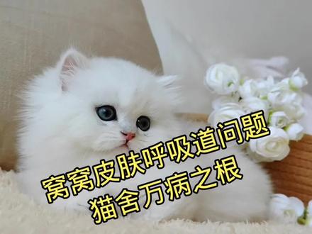 #养猫经验分享 #猫鼻支 #猫癣 #新手养猫 #蓝金渐层 我是临渊记住我☺
