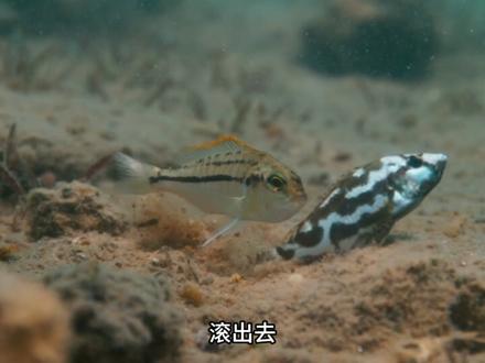 生机勃勃的利氏雨丽鱼 #利氏雨丽鱼 #海底世界 #动物世界