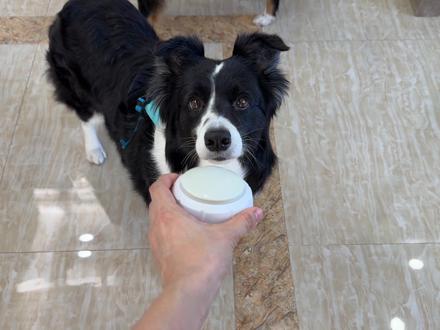 按钮到底在哪里 #边牧西卡 #澳牧西米露 #万物可爱计划 #我和我的狗 #抖音创作季