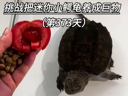 挑战把迷你小鳄龟养成巨物第373天#养龟日常 #养龟日记 #佛鳄龟互动性很好 #佛鳄龟 #青年创作者成长计划