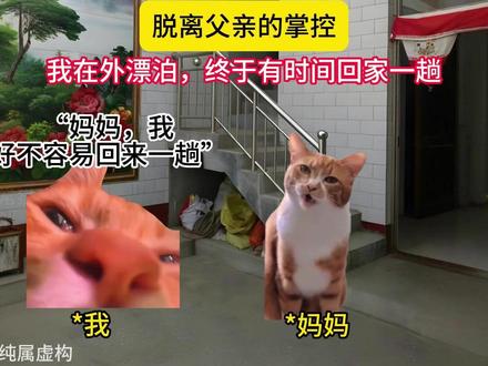 脱离父亲的掌控 #猫meme #猫meme故事