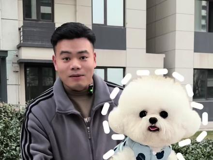 不纯的小比熊是什么样子