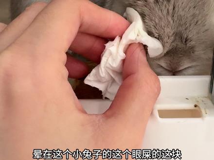 #侏儒兔#兔子#新手养兔#兔兔零食
兔子有白色眼屎可能是因为上火啦 备着点玉米须 没事给一把 清热下火还有营养