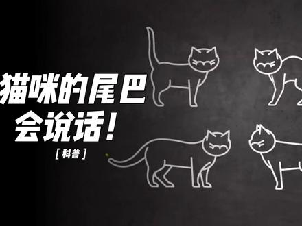 猫咪的尾巴会说话?想知道猫咪的情绪?学会看尾巴就够啦 #猫咪行为学 #猫咪尾巴的秘密 #猫尾巴比心