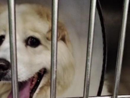 #宠物医院工作的日常 #每天分享养宠知识,狗狗出现呼吸困难的症状,走两步就喘,舌头发紫,休息趴不下,张着嘴喘气,就要给狗狗B超检查,胸腔积液,或者心脏积液,拍片检查,积液过多的话就要穿刺抽水,输液消炎慢慢恢复 @抖音热点 @抖音创作者中心