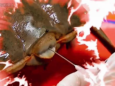 中华鲎:我救了全人类的命,却在文明的角落里无声凋零 #神奇动物 #中华鲎 #动物独白 #动物科普 #抖音精选