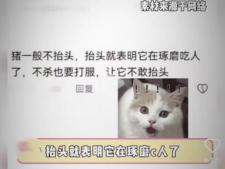 猪抬头要吃人?猪:这锅背不了一点!#辟谣 #猪 #猪宝宝