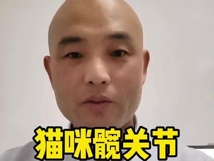 猫咪头一天还很正常,第二天两个后腿突然不能走路了,很多宠物主人不知道怎么回事儿!#猫咪髋关节脱位 #强哥聊宠物