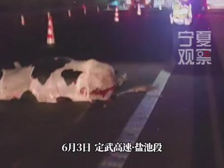 6月3日,在定武高速宁夏盐池县青山镇段,一大货车司机拉一车奶牛去吴忠,因车辆护栏未加高加固,其中一头牛突然从车上跌落,后方一小轿车躲避不及与一头牛发生碰撞,导致被撞小型轿车严重受损,而与它相撞的这头牛,也躺在高速路面奄奄一息……#天天讲安全 #高速公路飞来横牛 #交通安全