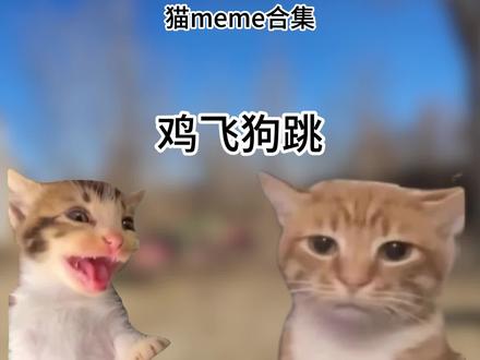 猫meme大合集#猫meme #猫meme日常 #搞笑 #村晚
