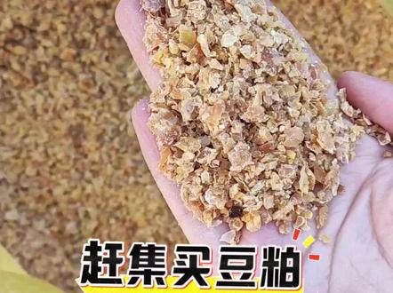豆粕是生榨的,是生的;豆饼是热榨的,是熟的,这两种哪种喂鸡好?另外我还想用来施肥种菜,哪种好?有知道的麻烦告知一下,以前没有接触过,不了解,谢谢!#记录生活#我的乡村生活 #小院改造#养鸡#捡鸡蛋