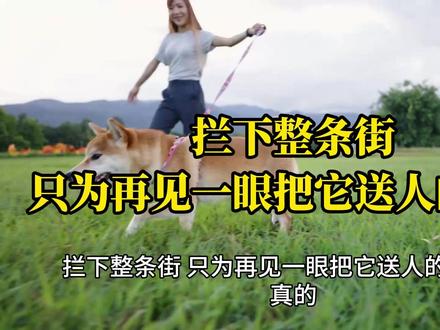拦下整条街,只为再见一眼把它送人的妈妈 #宠物 #波音达犬 #金宝回家了 #拦车 #小狗
