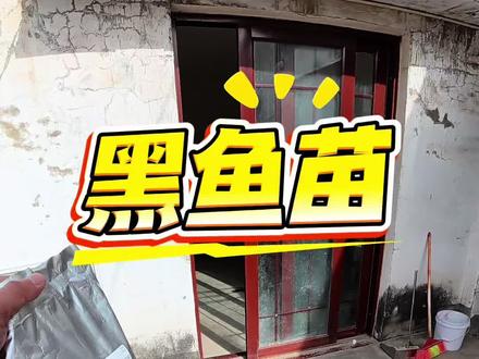 买了5条黑鱼苗,看看能不能养大#鱼缸里的大自然 #古法养鱼