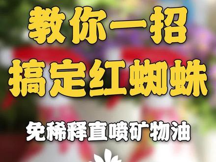 红蜘蛛太烦人!千百季免稀释矿物油即将上市! 消灭红蜘蛛更省力更彻底!#红蜘蛛 #冬季清园 #免稀释 #矿物油