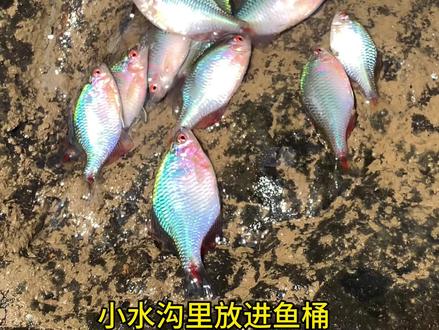 做一个进鱼桶 放在小水沟里抓到了好多小鱼#野采 #原生鱼 #逮鱼摸虾