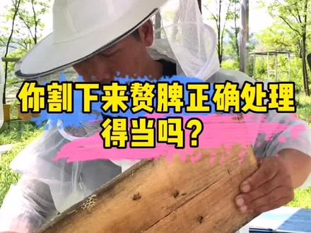 赘脾处理不当容易引发盗蜂,正确的处理方法,在视频我为你详细讲解赘脾处理的#养蜂技术……
