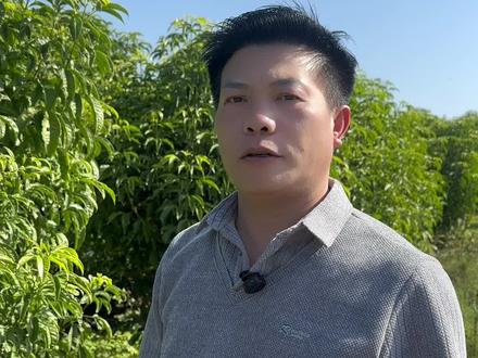 中药材三叉苦木对比桉树效益#桉树 #中药材 #中药材种植基地 #农村大实话 #三农