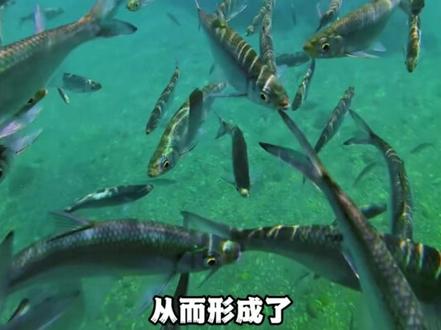 大家五一出行一定要注意安全啊 #五一去哪儿 #蓝刀鱼风暴 #旅行