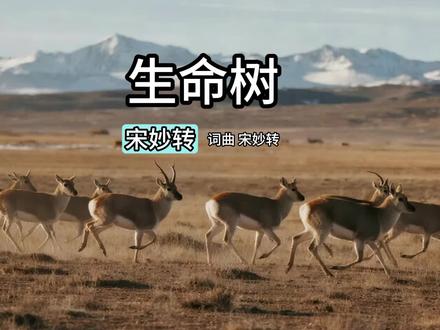 生命树 宋妙转 致敬胡歌杨紫《生命树》 #生命树