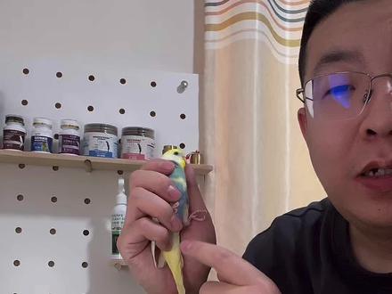 鹦鹉屁股有粑粑,脏脏的 我来聊聊怎么办!#鹦鹉小白#鹦鹉日常#鹦鹉益生菌