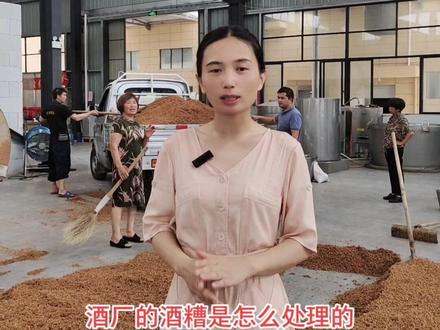 什么样的酒糟猪吃了一天长一斤肉,牛吃了长三斤肉,看来动物们也很喜欢粮食酒的味道!#酒厂 #白酒 #抖音618好