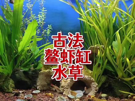 这两种水草不怕小龙虾吃,火山石缸古法养鳌虾,可以栽种水草推荐 无过滤不打氧小龙虾缸,栽种水草植物的优点,古法养鳌虾缸里种植水草的主要作用。小龙虾缸里可以栽种哪些水草植物?美化鱼缸环境,净化水质,适合栽种在小龙虾缸里的水草植物品种推荐。什么水草可以养在小龙虾缸里?火山石古法生态缸养鳌虾伴侣水草推荐。无过滤不打氧不喂食,古法鳌虾缸能栽种的水草品种推荐。火山石古法生态缸养小龙虾,鱼缸造景水草植物种类建议,无过滤小龙虾缸水草植物视频教程。古法生态缸养小龙虾,能栽种的水草有哪些品种?不怕小龙虾破坏的水草植物推荐。鸫龟先生古法养鳌虾视频教学,新手古法养鳌虾指南之水草篇。#神奇动物在抖音 #萌宠日常记录 #小龙虾 #龙纹鳌虾 #水草