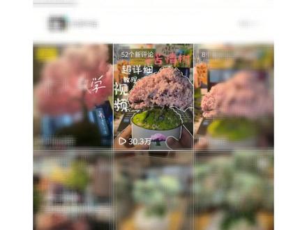 你们要的教程来了 #苦情树 #制作过程 #手工diy