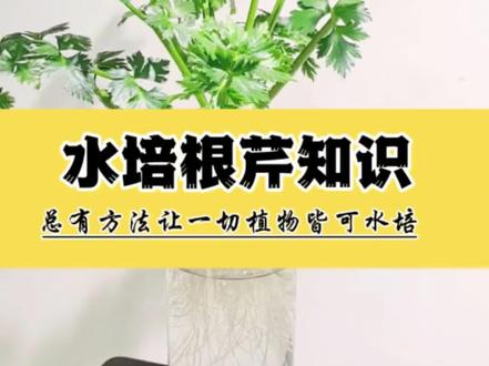 水培根芹芹菜只是,它下得了厨房、上得了厅堂 水培芹菜根芹在水培瓶器也能有一片小春天。既能点缀三餐的味。也能安放目光的闲。吃不完的根芹不要扔。根芹属于多年生植物,水培可以满足正常的生长,根系发达,可观叶可赏根,可食用。水培需要注意方法,不要水泡。泡在瓶底水泡看似长得很好,实际他在啃老,在持续不断的消耗块根内的养分,根系也没有空间很好地生长,持续在烂根与再生根之间消耗养分。在他啃老块根,养分消耗完,就会慢慢枯萎。在瓶口使用铝丝或定植篮才能让它生长的更好,根芹比水培大蒜养的更长久,水培芹菜根芹的方法教程。水培根芹怎么才能养得好。#水培植物 #水培蔬菜 #水培先生 #创作者扶持计划