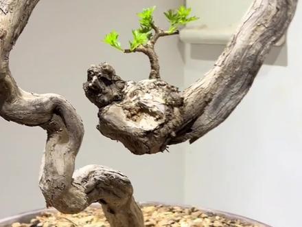 盆景佬穷极一生却难极大自然的随手一绘。
#大自然 #盆景 #福地